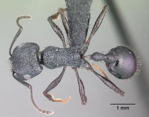Pogonomyrmex brevibarbis specimen