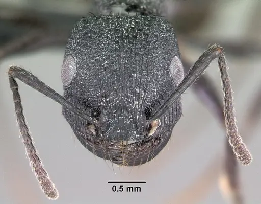 Pogonomyrmex brevibarbis specimen