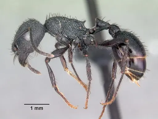 Pogonomyrmex brevibarbis specimen