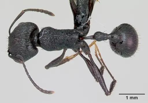 Pogonomyrmex brevibarbis - CASENT0172669