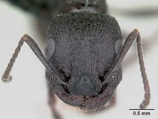 Pogonomyrmex brevibarbis - CASENT0172669