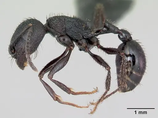 Pogonomyrmex brevibarbis - CASENT0172669