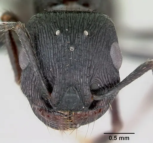 Pogonomyrmex brevibarbis - CASENT0172670