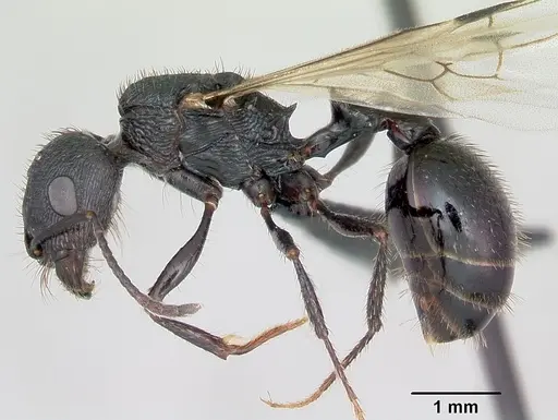 Pogonomyrmex brevibarbis - CASENT0172670