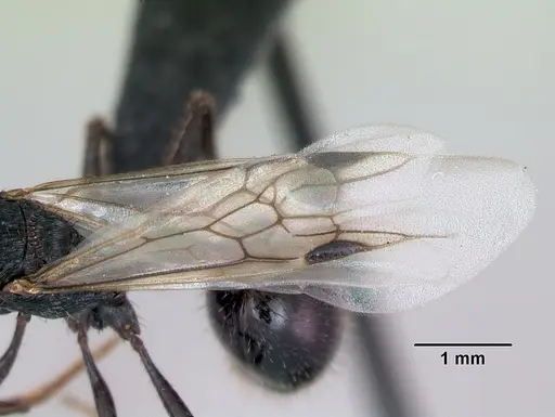 Pogonomyrmex brevibarbis - CASENT0172670