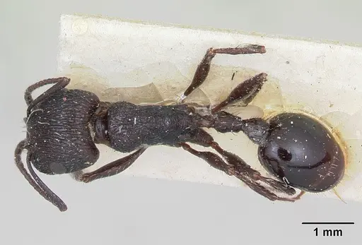 Pogonomyrmex brevibarbis - CASENT0173351