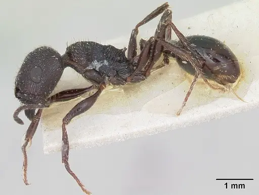 Pogonomyrmex brevibarbis - CASENT0173351