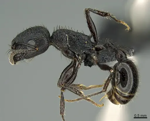 Pogonomyrmex brevibarbis - CASENT0191301