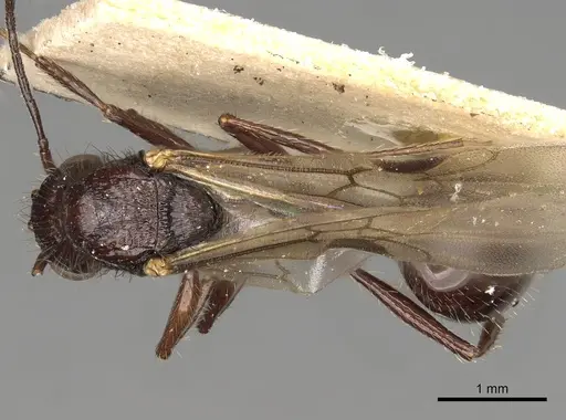 Pogonomyrmex brevibarbis - CASENT0281088
