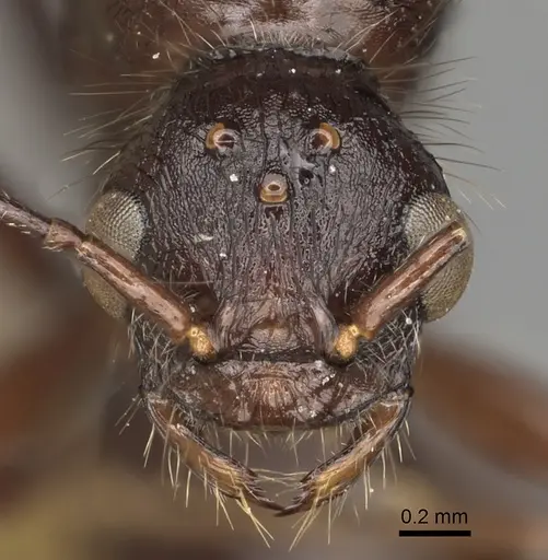 Pogonomyrmex brevibarbis - CASENT0281088