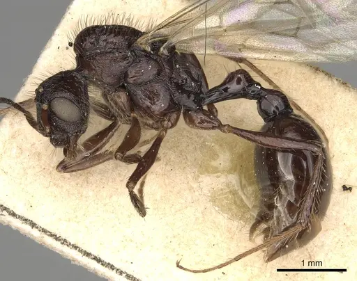 Pogonomyrmex brevibarbis - CASENT0281088