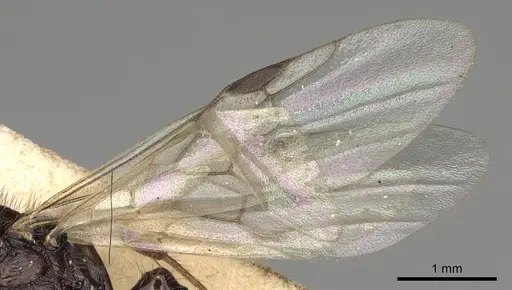 Pogonomyrmex brevibarbis - CASENT0281088