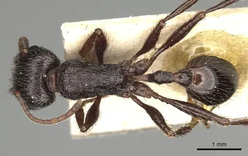 Pogonomyrmex brevibarbis - CASENT0281091