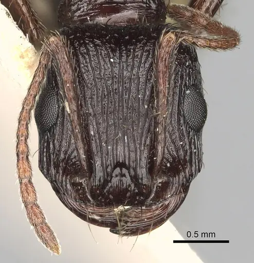 Pogonomyrmex brevibarbis - CASENT0281091