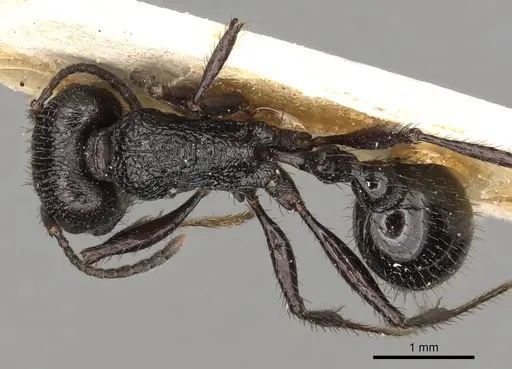 Pogonomyrmex brevibarbis - CASENT0281105