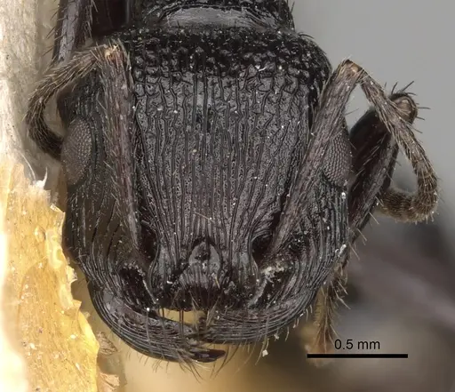 Pogonomyrmex brevibarbis - CASENT0281105