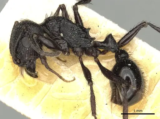 Pogonomyrmex brevibarbis - CASENT0281105