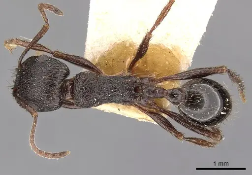 Pogonomyrmex brevibarbis - CASENT0900382