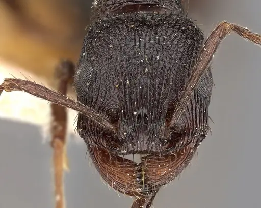 Pogonomyrmex brevibarbis - CASENT0900382