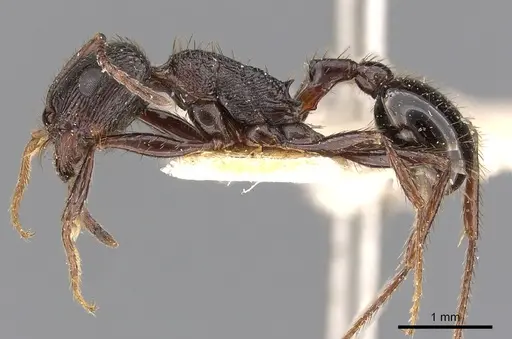 Pogonomyrmex brevibarbis - CASENT0900382