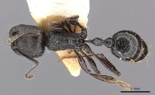 Pogonomyrmex brevibarbis - CASENT0900383