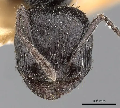 Pogonomyrmex brevibarbis - CASENT0900383