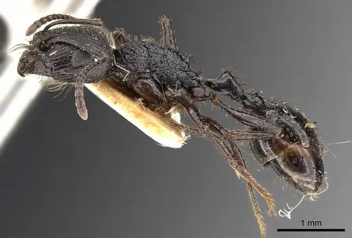 Pogonomyrmex brevibarbis - CASENT0900383