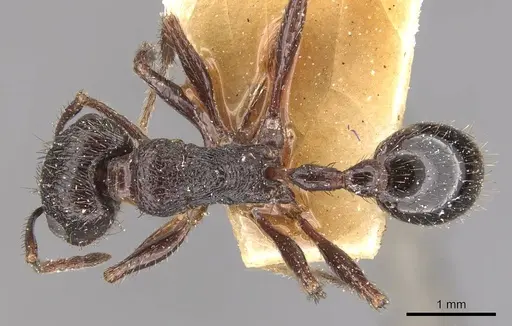 Pogonomyrmex brevibarbis - CASENT0907627