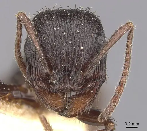 Pogonomyrmex brevibarbis - CASENT0907627