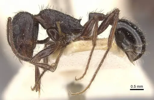 Pogonomyrmex brevibarbis - CASENT0907627