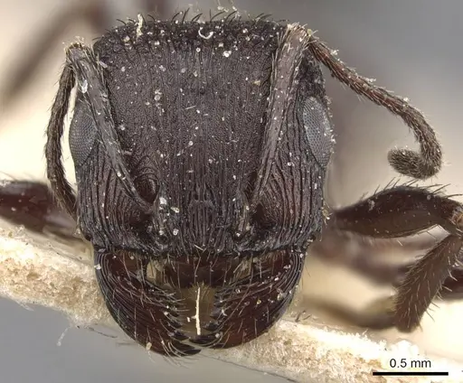 Pogonomyrmex brevibarbis - CASENT0907628