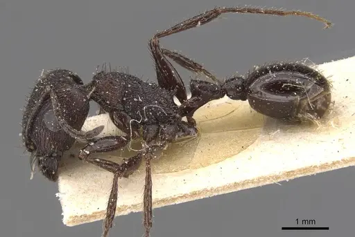 Pogonomyrmex brevibarbis - CASENT0907628