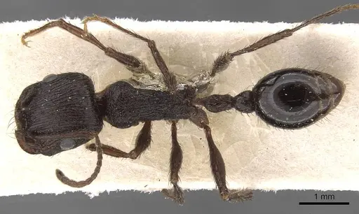 Pogonomyrmex brevibarbis - CASENT0907629