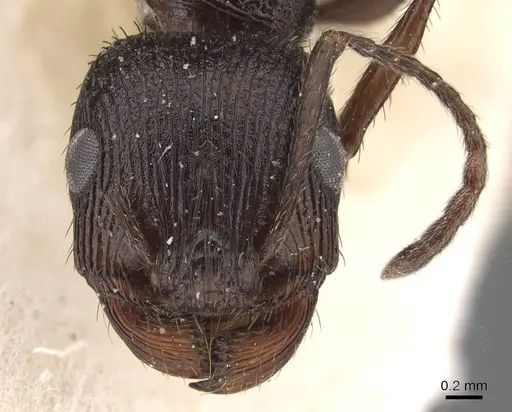 Pogonomyrmex brevibarbis - CASENT0907629