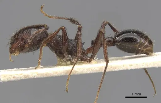 Pogonomyrmex brevibarbis - CASENT0907629