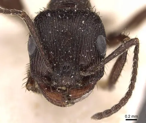 Pogonomyrmex brevibarbis - CASENT0907630