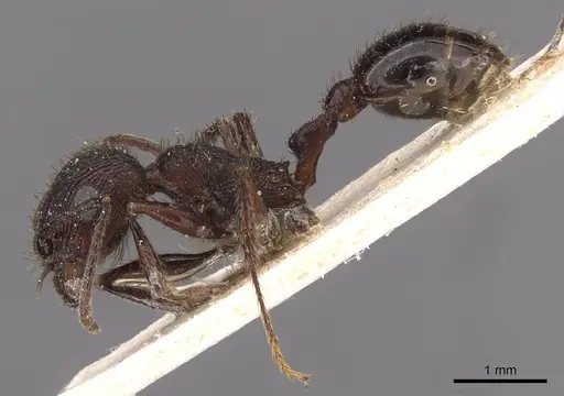 Pogonomyrmex brevibarbis - CASENT0907630