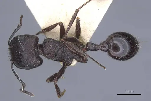 Pogonomyrmex brevibarbis - CASENT0916914