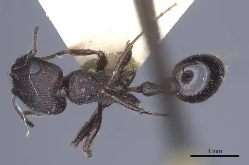 Pogonomyrmex brevibarbis - CASENT0916914