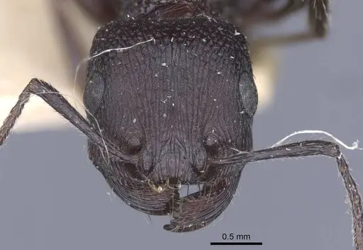 Pogonomyrmex brevibarbis - CASENT0916914