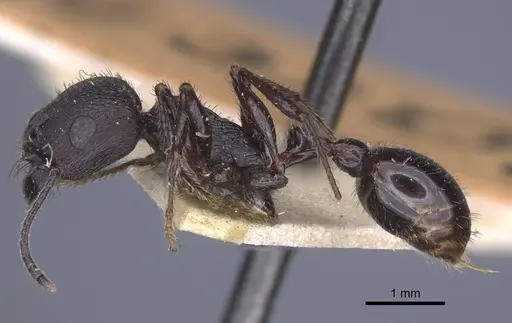 Pogonomyrmex brevibarbis - CASENT0916914