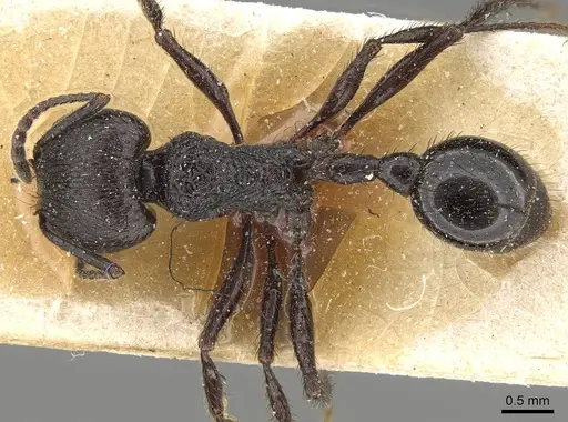 Pogonomyrmex brevibarbis - CASENT0922082