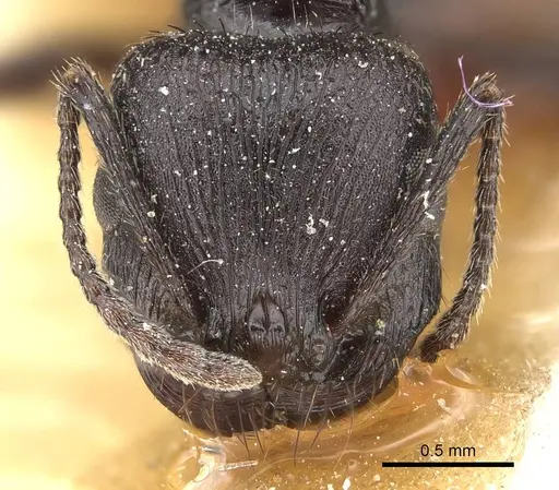 Pogonomyrmex brevibarbis - CASENT0922082