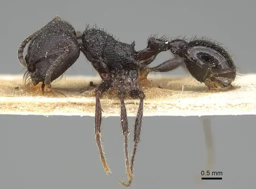 Pogonomyrmex brevibarbis - CASENT0922082