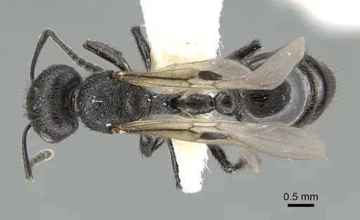 Pogonomyrmex brevibarbis - CASENT0922083