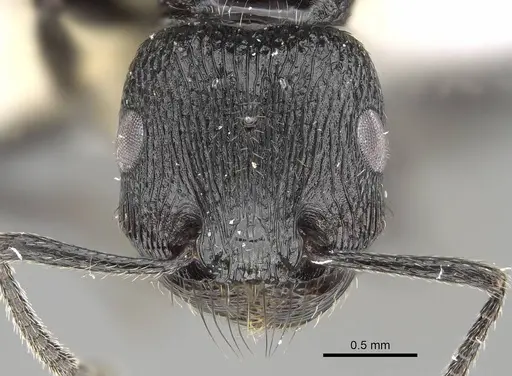 Pogonomyrmex brevibarbis - CASENT0922083