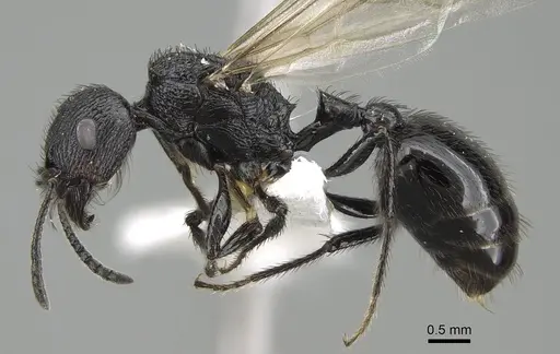 Pogonomyrmex brevibarbis - CASENT0922083