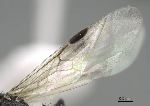 Pogonomyrmex brevibarbis - CASENT0922083