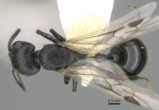 Pogonomyrmex brevibarbis - CASENT0922085