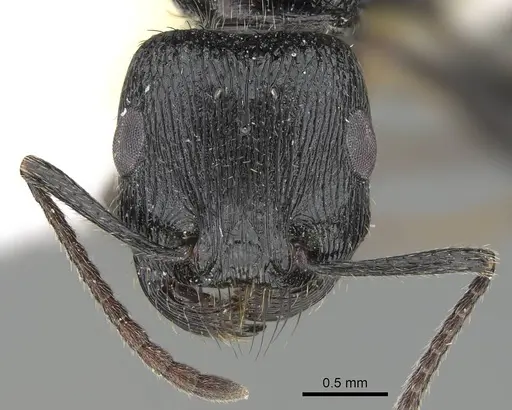Pogonomyrmex brevibarbis - CASENT0922085